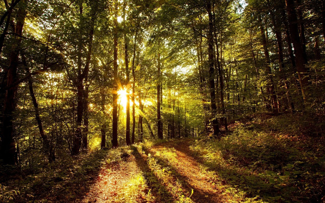 Dirt road forest sunlight trees free wallpaper for desktop - medium preview image