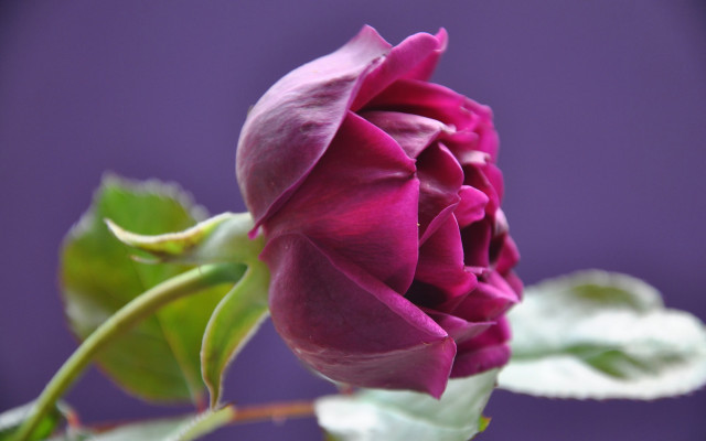 Purple rose green leaves macro free wallpaper for desktop - medium preview image