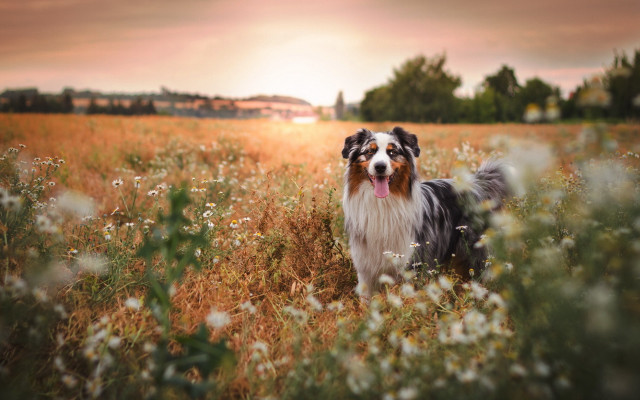 Dog flower field sunset tiltshift free wallpaper for desktop - medium preview image