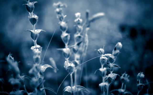 Plant blurry background macro photography free wallpaper for desktop - medium preview image