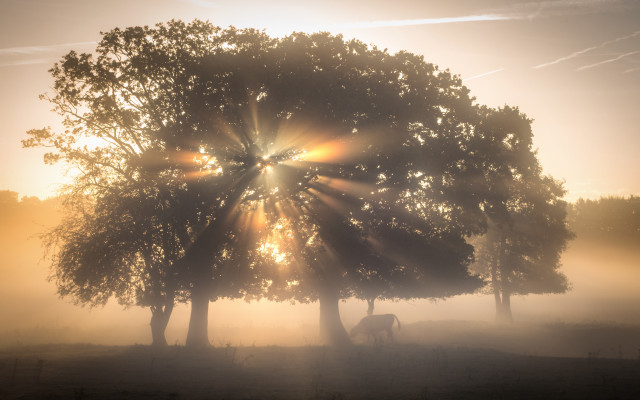 Tree sunshine fog cow nature free wallpaper for desktop - medium preview image