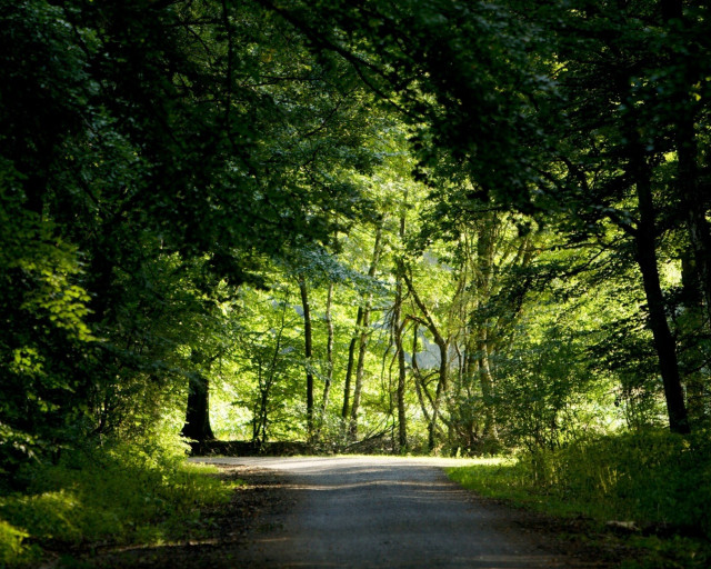 Road trees grass forest background free wallpaper for desktop - medium preview image