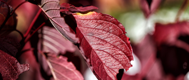 Red leaf hanging branch macro free wallpaper for desktop - medium preview image