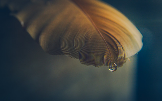 Feather water drop macro photography free wallpaper for desktop - medium preview image