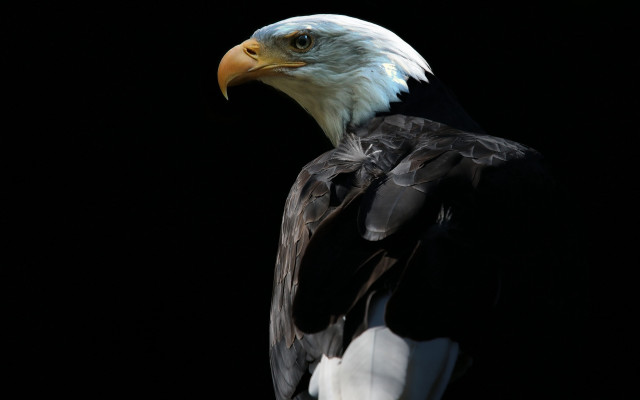 Bald eagle white head black free wallpaper for desktop - medium preview image