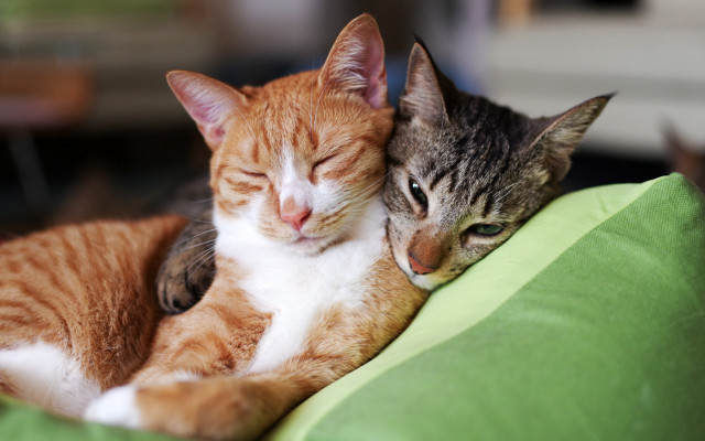 Cats cuddling green pillow sleeping free wallpaper for desktop - medium preview image