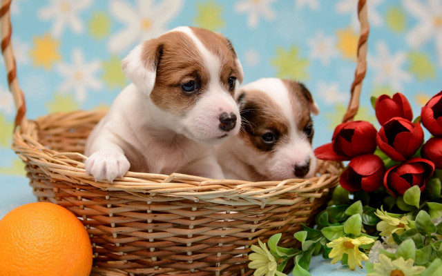 Puppies basket flower orange autumn free wallpaper for desktop - medium preview image