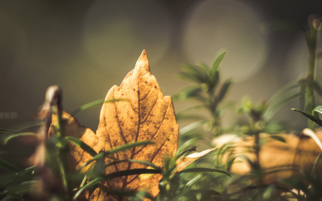 Leaf grass blurry background nature free wallpaper for desktop - medium preview image