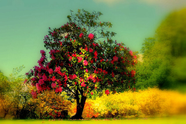 Tree red flowers field yellow free wallpaper for desktop - medium preview image