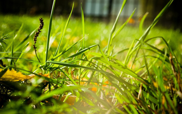 Grass building sunlight depth blur free wallpaper for desktop - medium preview image