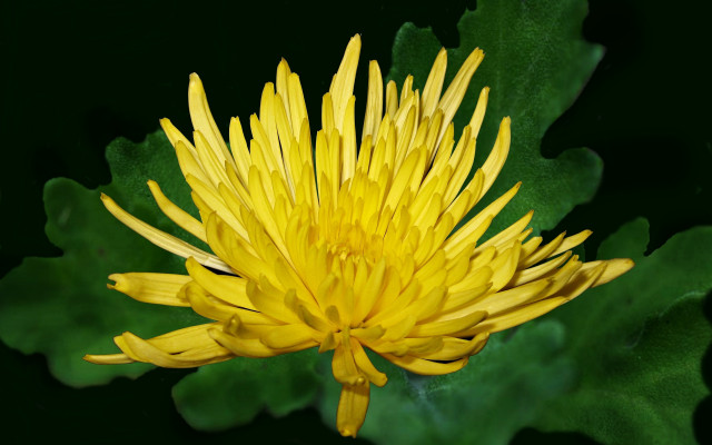 Yellow sunflower green leaf digital free wallpaper for desktop - medium preview image