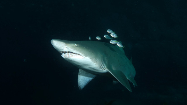 Shark teeth fish back end free wallpaper for desktop - medium preview image