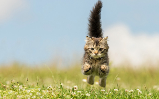 Cat running grass tail air free wallpaper for desktop - medium preview image