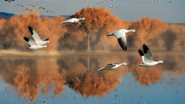 Birds lake forest autumn airbrush free wallpaper for desktop - medium preview image