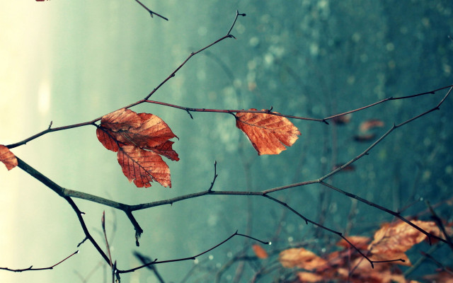 Branch leaves autumn blurry outdoor free wallpaper for desktop - medium preview image