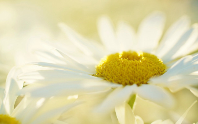 White flower yellow center macro #4 free wallpaper for desktop - medium preview image
