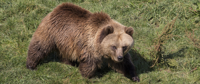 Brown bear grassy field forest free wallpaper for desktop - medium preview image