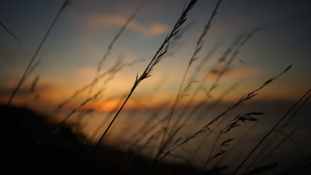 Sunset tallgrass water clouds andor free wallpaper for desktop - medium preview image