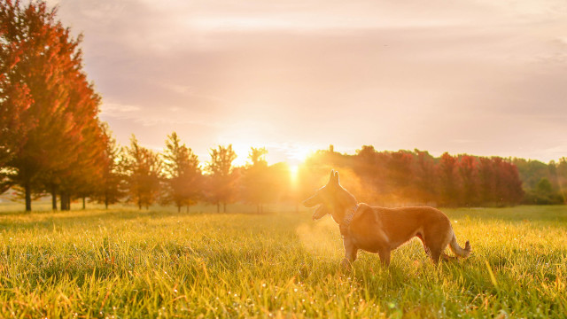 Dog sunset field trees anamorphic free wallpaper for desktop - medium preview image
