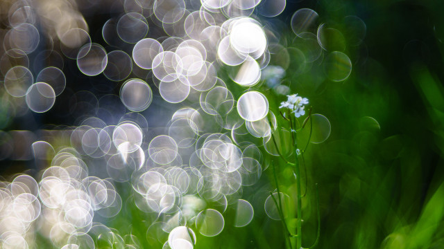 Blurry flower bokeh macro water free wallpaper for desktop - medium preview image