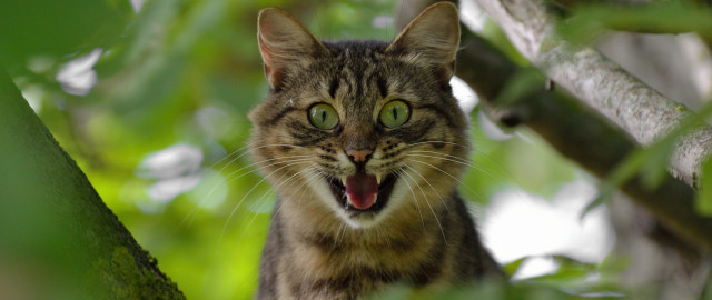Cat open mouth tree blurry free wallpaper for desktop - medium preview image