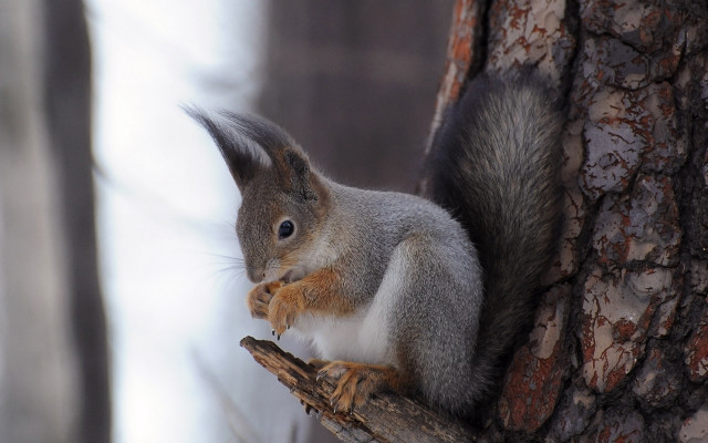 Squirrel tree branch winter nut free wallpaper for desktop - medium preview image