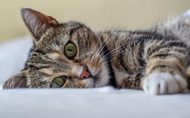 Cat wide eyed bed blurry free wallpaper for desktop - medium preview image