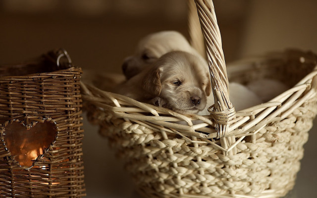 Puppies basket candle heart art free wallpaper for desktop - medium preview image