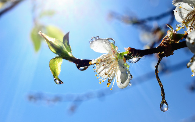 Branch water drops blue sky free wallpaper for desktop - medium preview image
