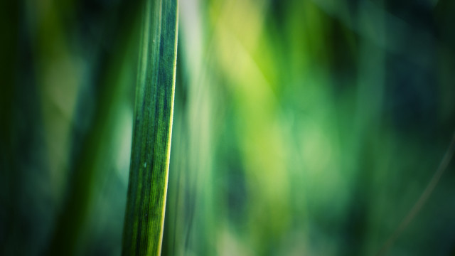 Green plant macro blurry background free wallpaper for desktop - medium preview image