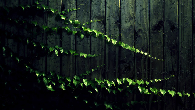 Wooden fence vine clock photorealism free wallpaper for desktop - medium preview image
