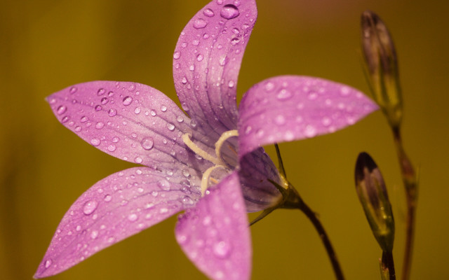 Purple flower water droplets yellow #3 free wallpaper for desktop - medium preview image