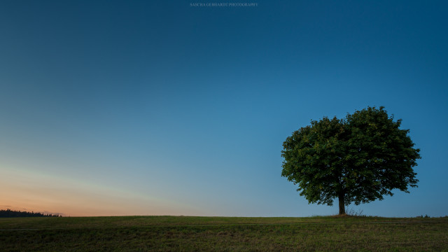 Lone tree grassy field sunset free wallpaper for desktop - medium preview image