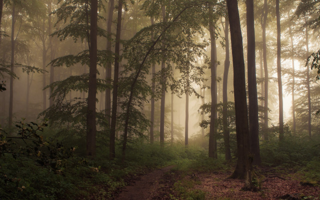 Forest path fog bench bamboo free wallpaper for desktop - medium preview image