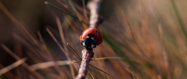 Ladybug branch grass weeds ecological free wallpaper for desktop - medium preview image