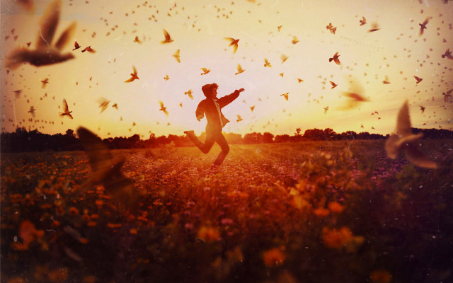 Man running field birds sunset free wallpaper for desktop - medium preview image