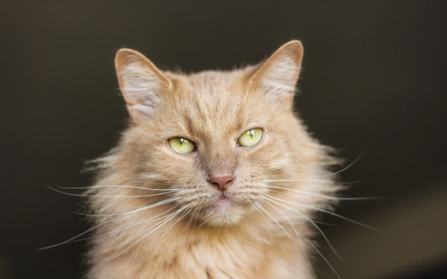 Black cat green eyes carlos free wallpaper for desktop - medium preview image