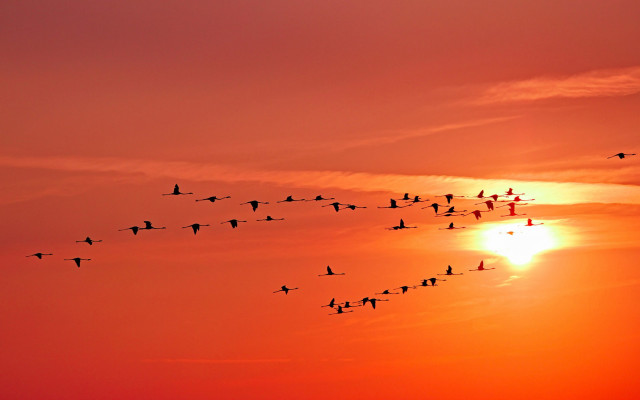 Birds sunset flying clouds ocean free wallpaper for desktop - medium preview image