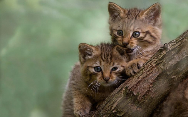 Kittens on branch curious nature free wallpaper for desktop - medium preview image
