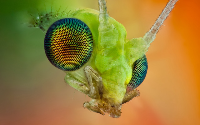 Green insect bug head back free wallpaper for desktop - medium preview image