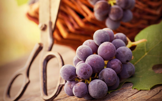 Grapes table scissors basket photorealism free wallpaper for desktop - medium preview image