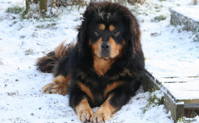 Dog laying snow eyes closed free wallpaper for desktop - medium preview image