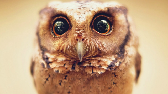 Small owl big eyes brown free wallpaper for desktop - medium preview image