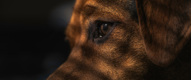 Dog eye blurry face macro free wallpaper for desktop - medium preview image