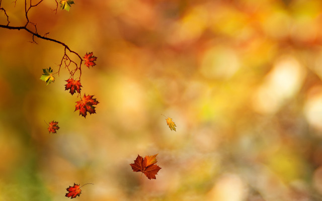 Branch leaves falling autumn blurry free wallpaper for desktop - medium preview image