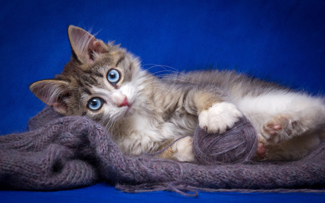 Kitten yarn blue eyeball beatrix free wallpaper for desktop - medium preview image