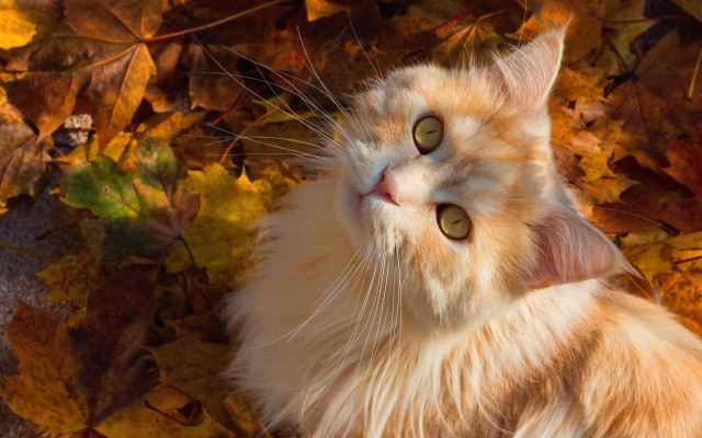 Curious cat autumn leaves impressionism free wallpaper for desktop - medium preview image