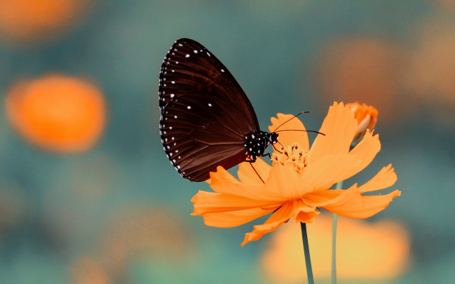 Butterfly flower blurry background macro free wallpaper for desktop - medium preview image