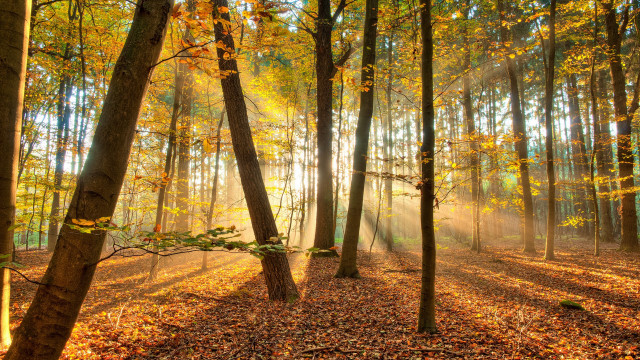 Forest leaves sunset autumn nature free wallpaper for desktop - medium preview image