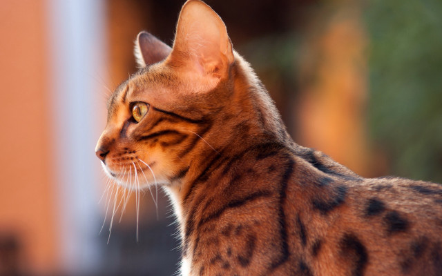 Regal striped cat shiba inu free wallpaper for desktop - medium preview image